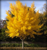 Autumn Gold Ginkgo Tree